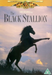 The Black Stallion
