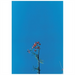 Joanna Newsom and the Ys Street Band EP