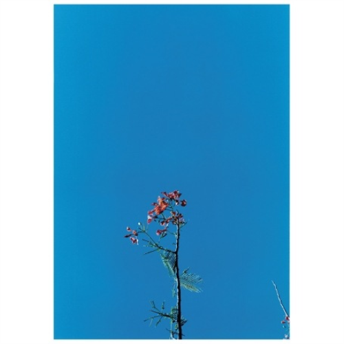 Joanna Newsom and the Ys Street Band EP