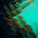 Caterpillars of Creation