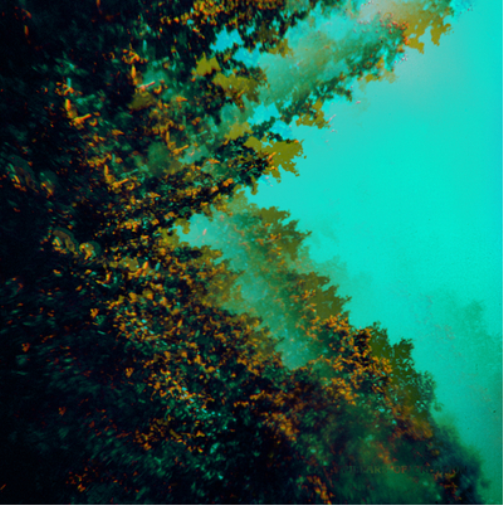 Caterpillars of Creation