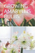 Growing Amaryllis Bulbs