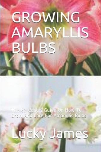 Growing Amaryllis Bulbs